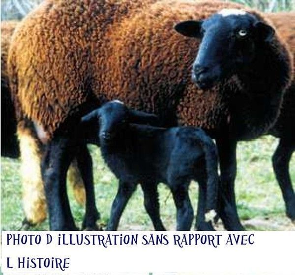 Comment On Dit Mouton En Anglais UN MOUTON NOMME MOISE - Centerblog
